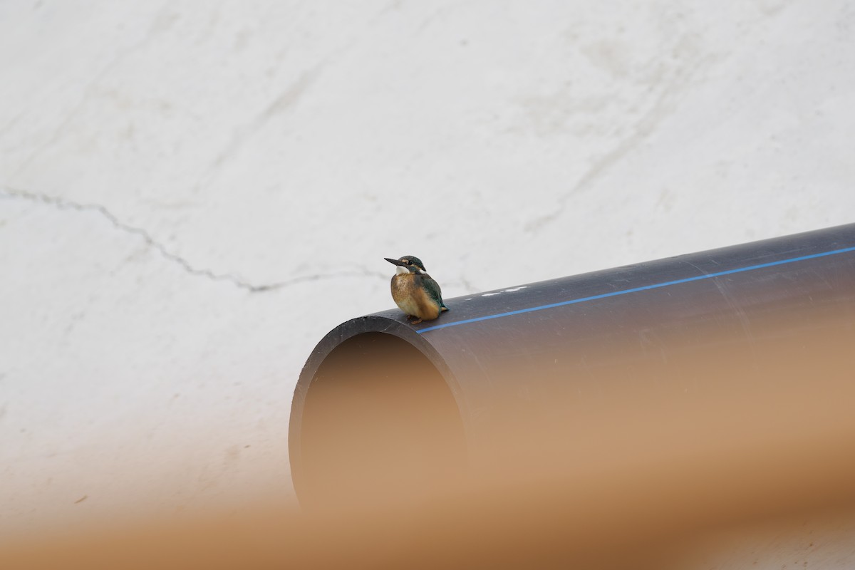 isfugl - ML646512047