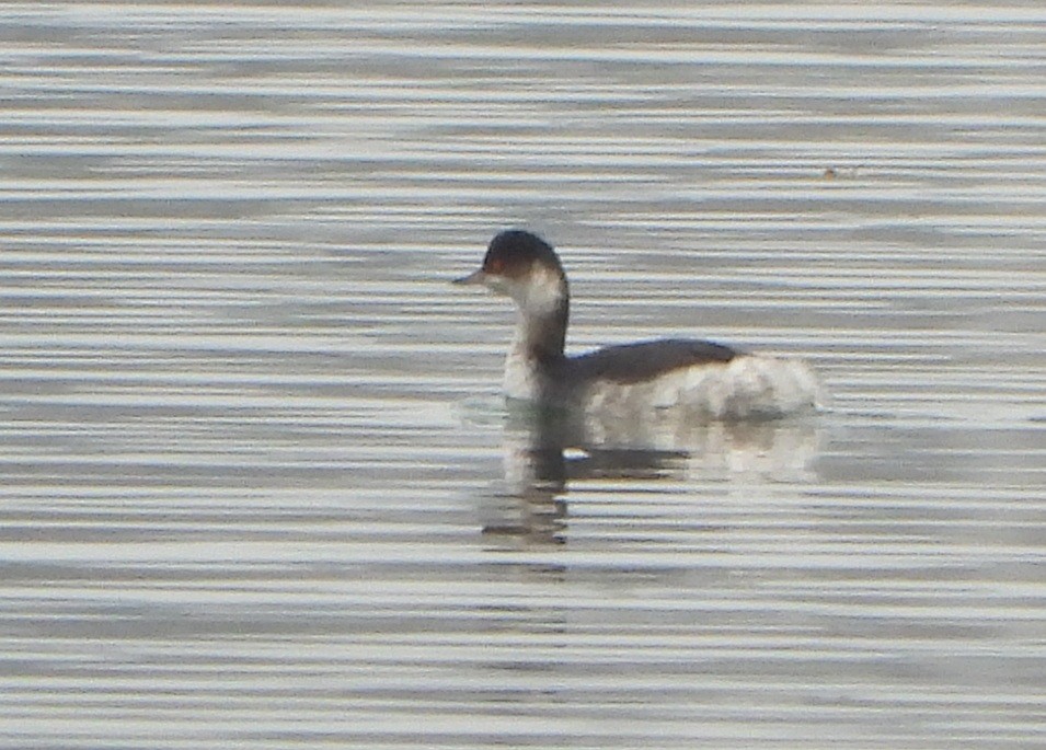 Grèbe à cou noir - ML646512048