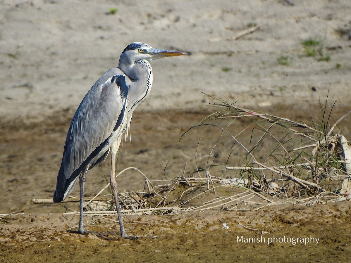 Gri Balıkçıl - ML646512049