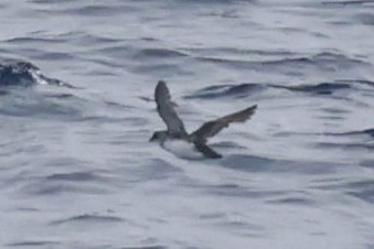 smalnebbdykkpetrell - ML646512050