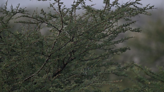 Mosquitero Sencillo - ML646512053
