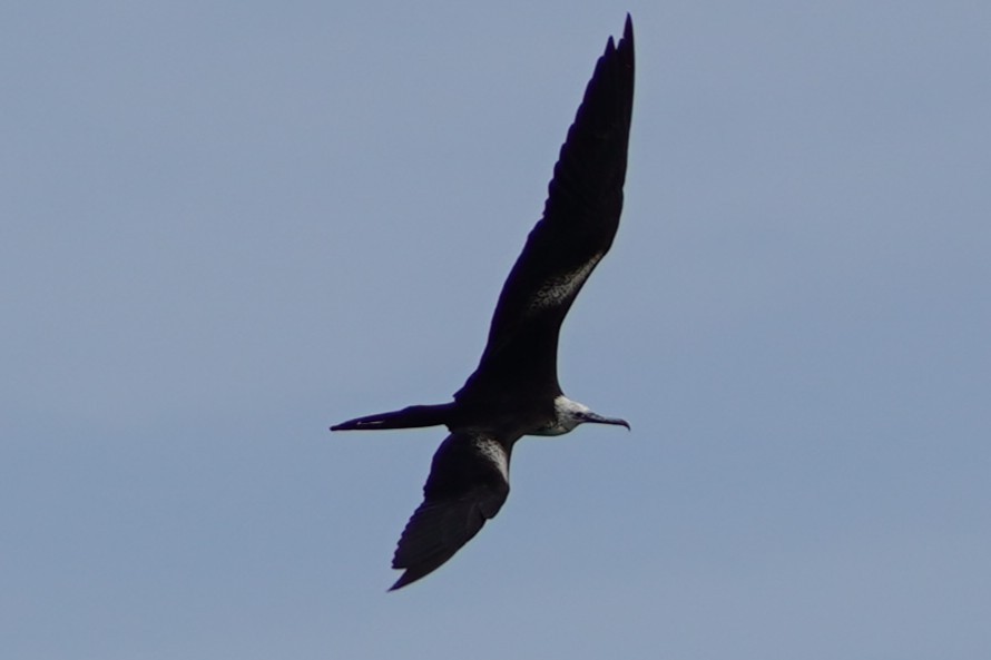fregatka vznešená - ML646512057