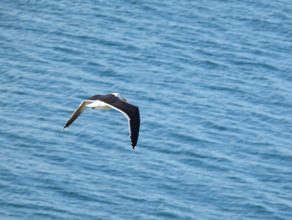 Yosun Martısı - ML646512058