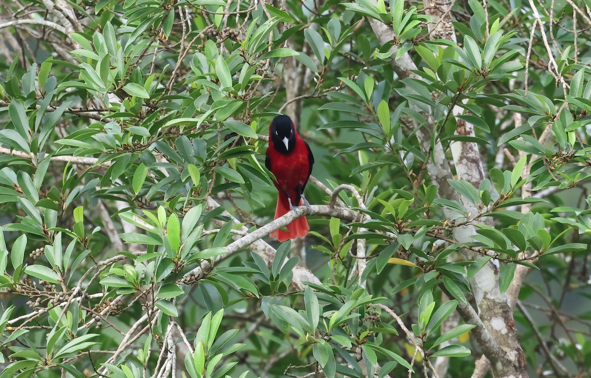 朱鸝 - ML646512063