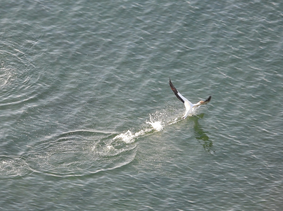 Avustralya Sümsüğü - ML646512065