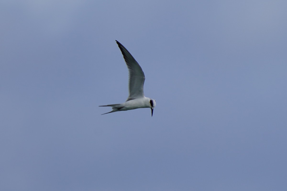 rybák severoamerický - ML646512067