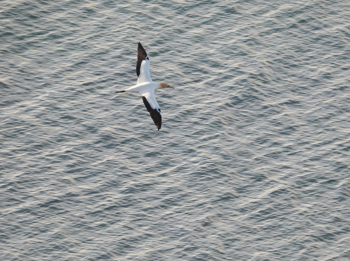 Avustralya Sümsüğü - ML646512068