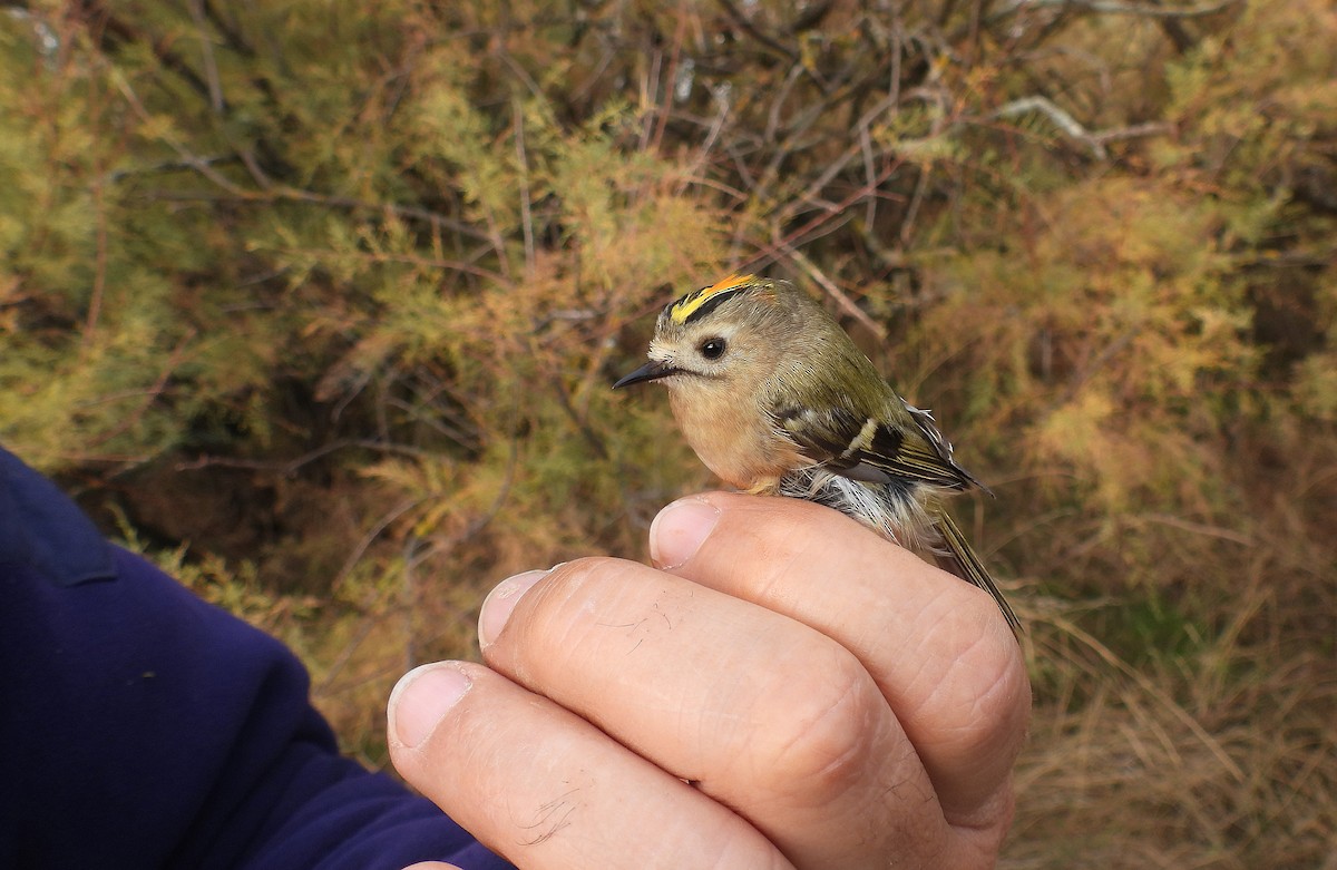 Çalıkuşu - ML646512069
