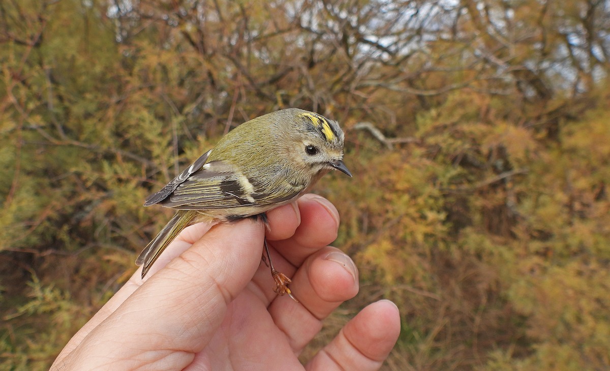 Çalıkuşu - ML646512070