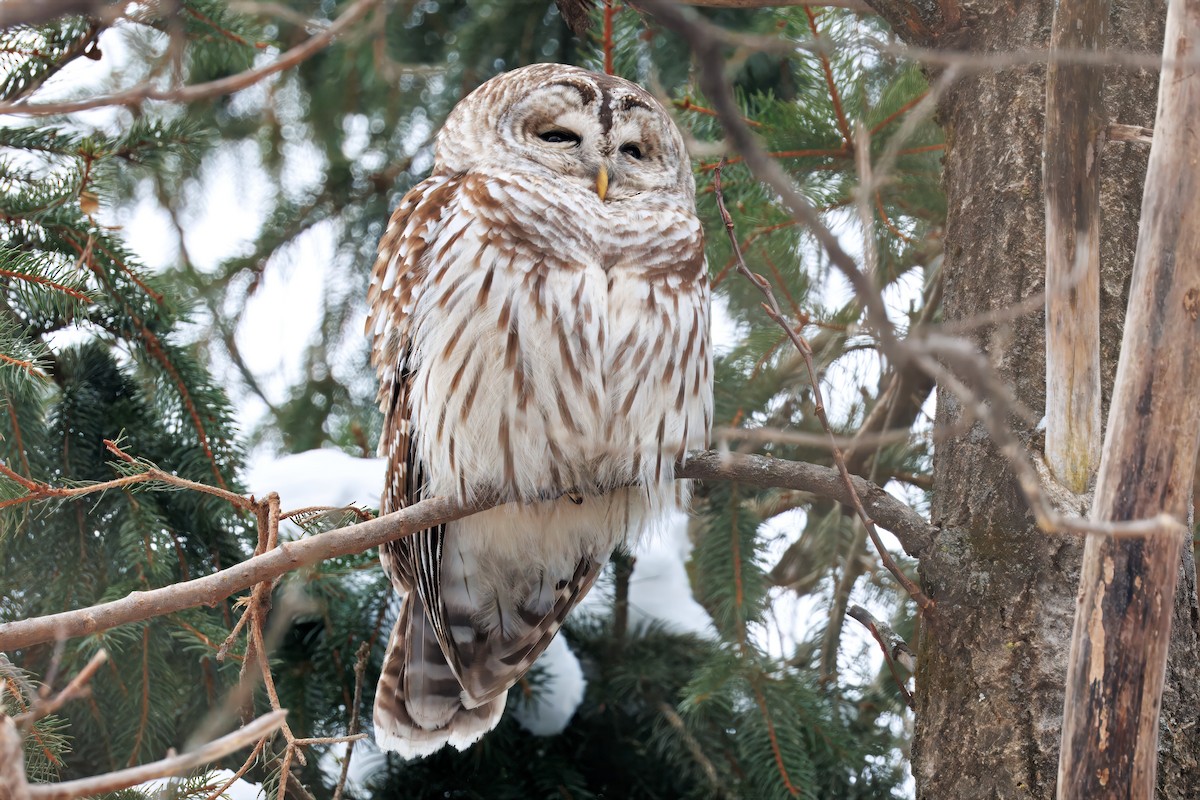 Streifenkauz - ML646512072