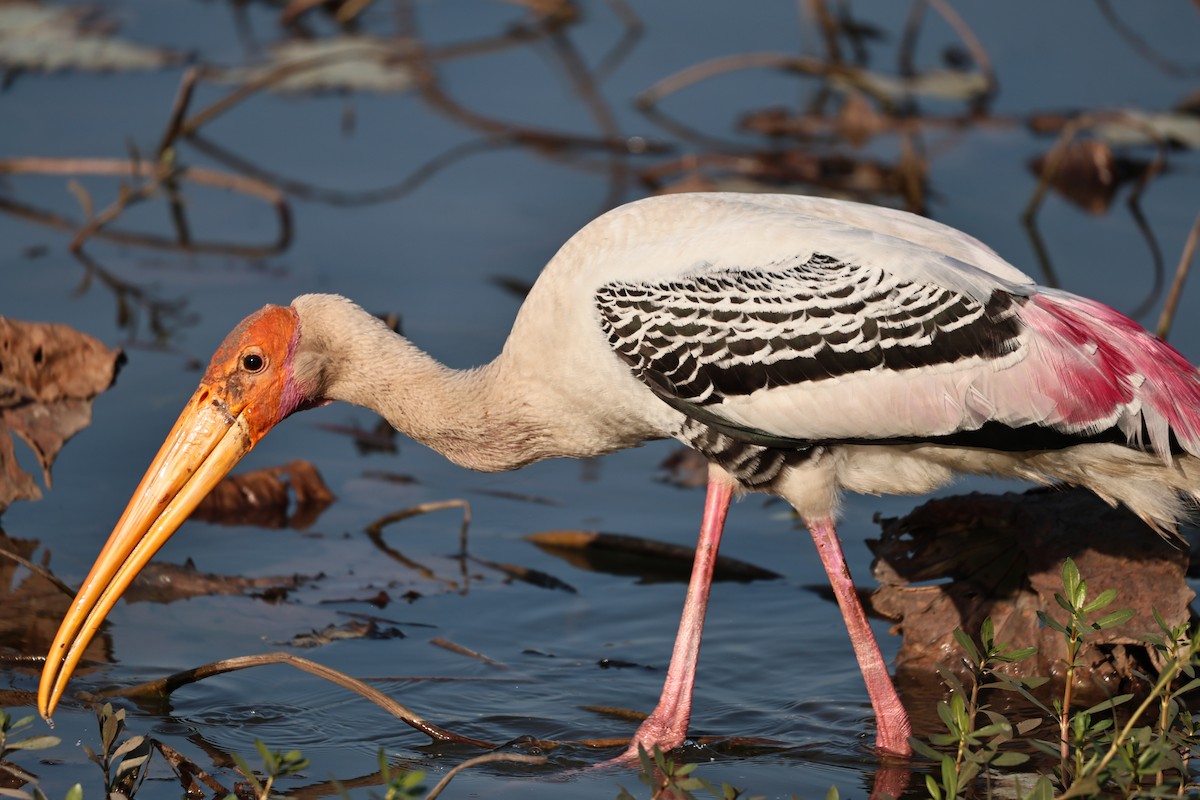 Painted Stork - ML646512073
