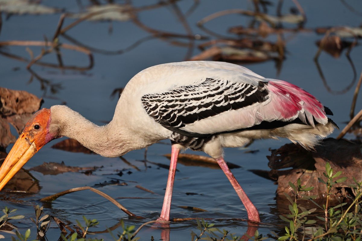 Painted Stork - ML646512074
