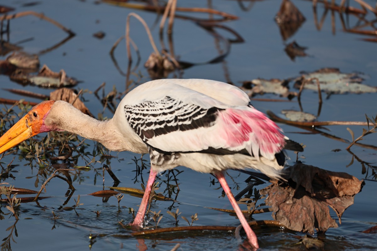 Painted Stork - ML646512075