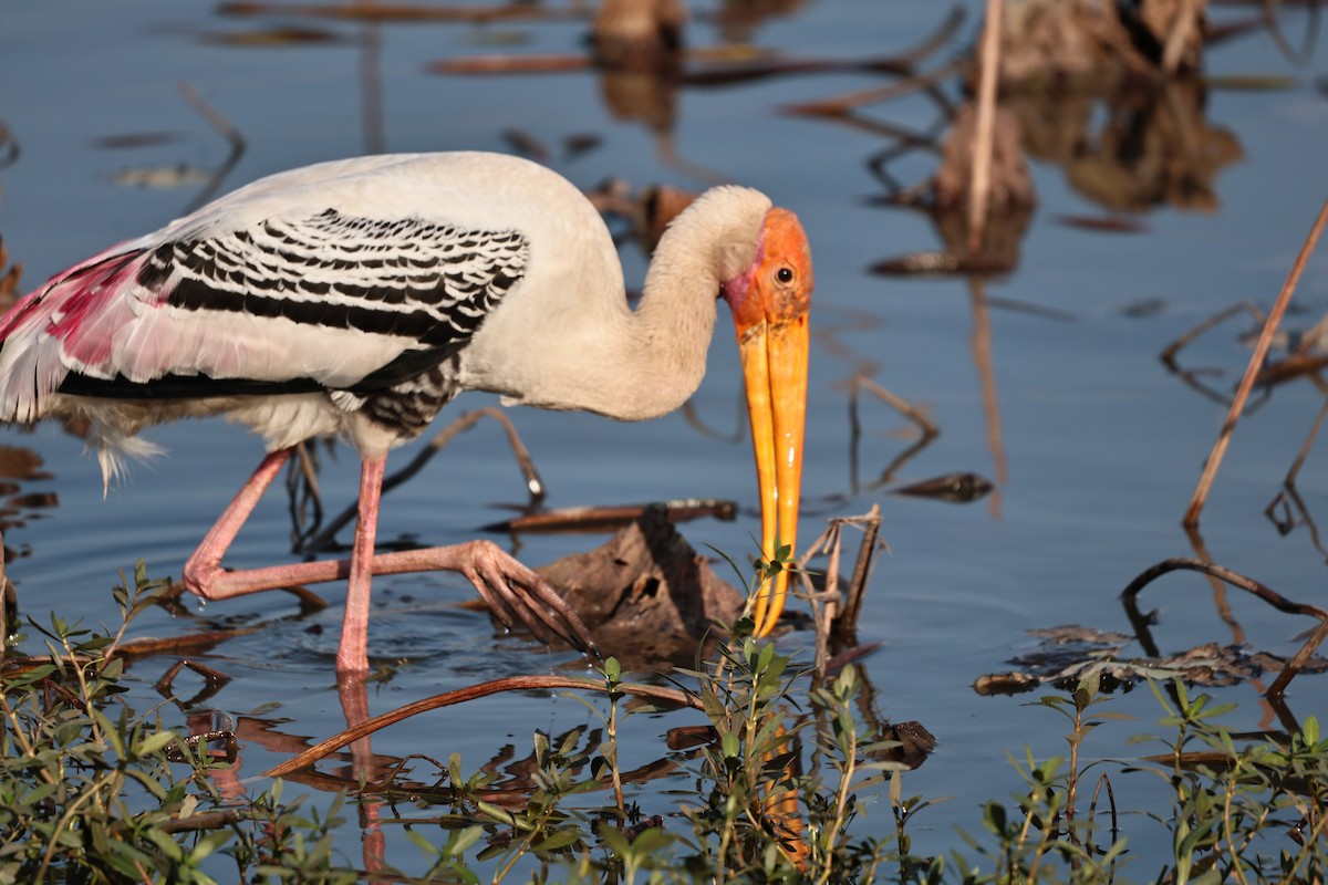 Painted Stork - ML646512076