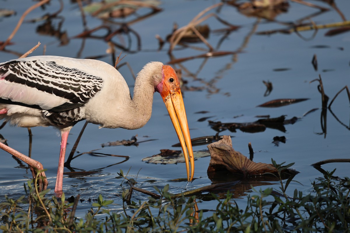 Painted Stork - ML646512077