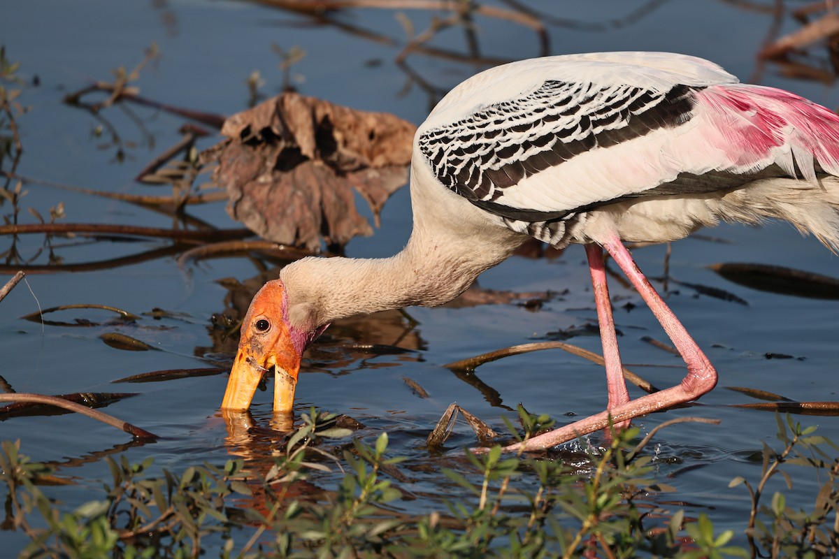 Painted Stork - ML646512078