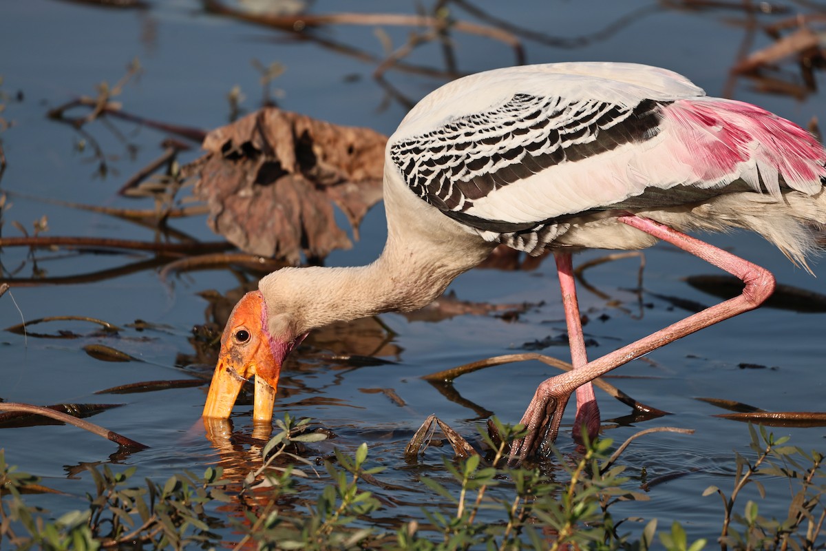Painted Stork - ML646512079