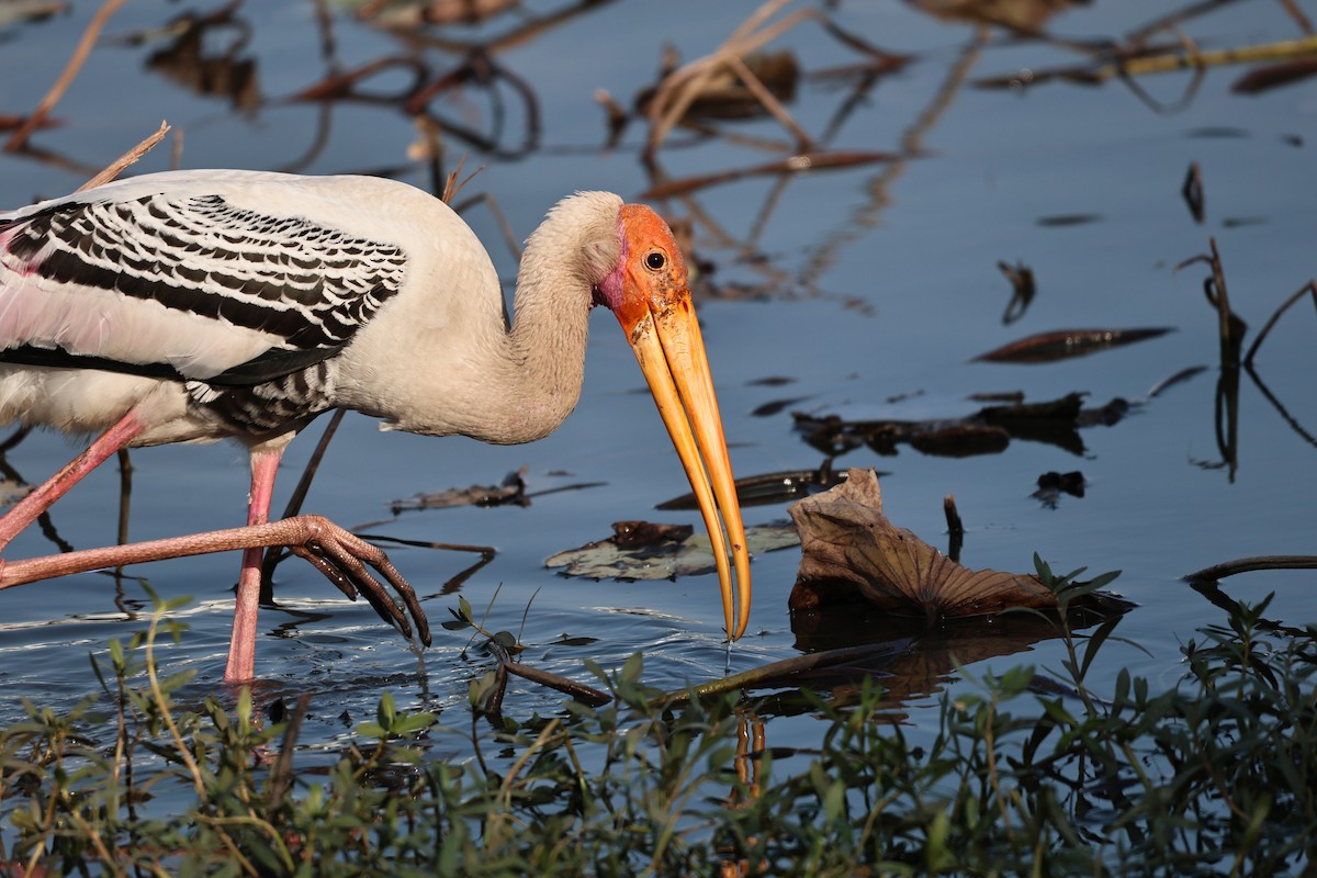Painted Stork - ML646512080