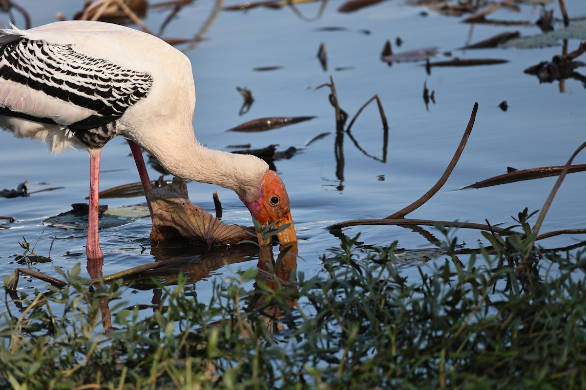 Painted Stork - ML646512081