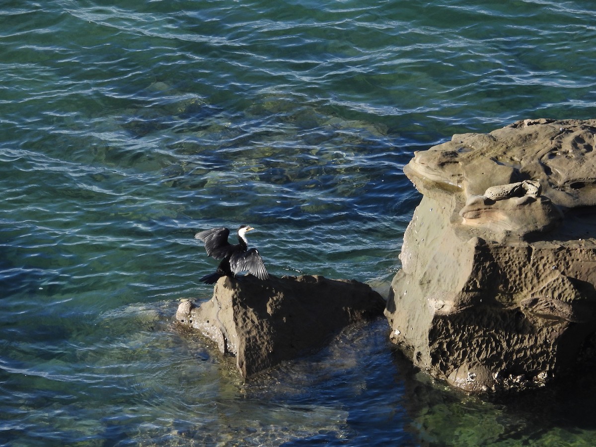 Alaca Küçük Karabatak - ML646512082