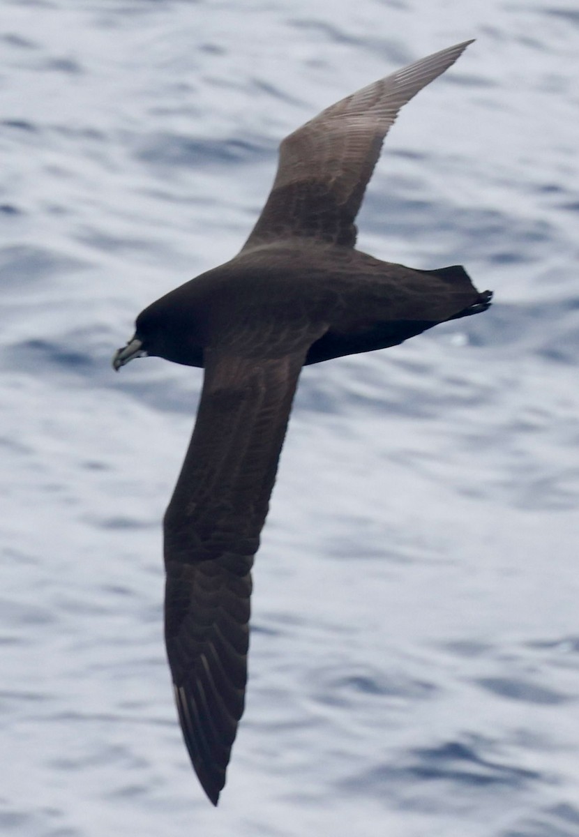 Beyaz Gıdılı Yelkovan - ML646512084