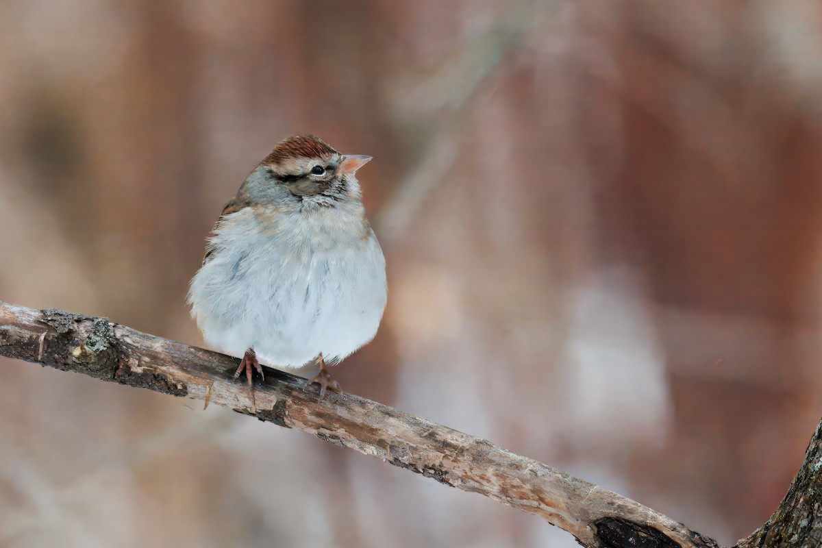 Chipping Sparrow - ML646512091