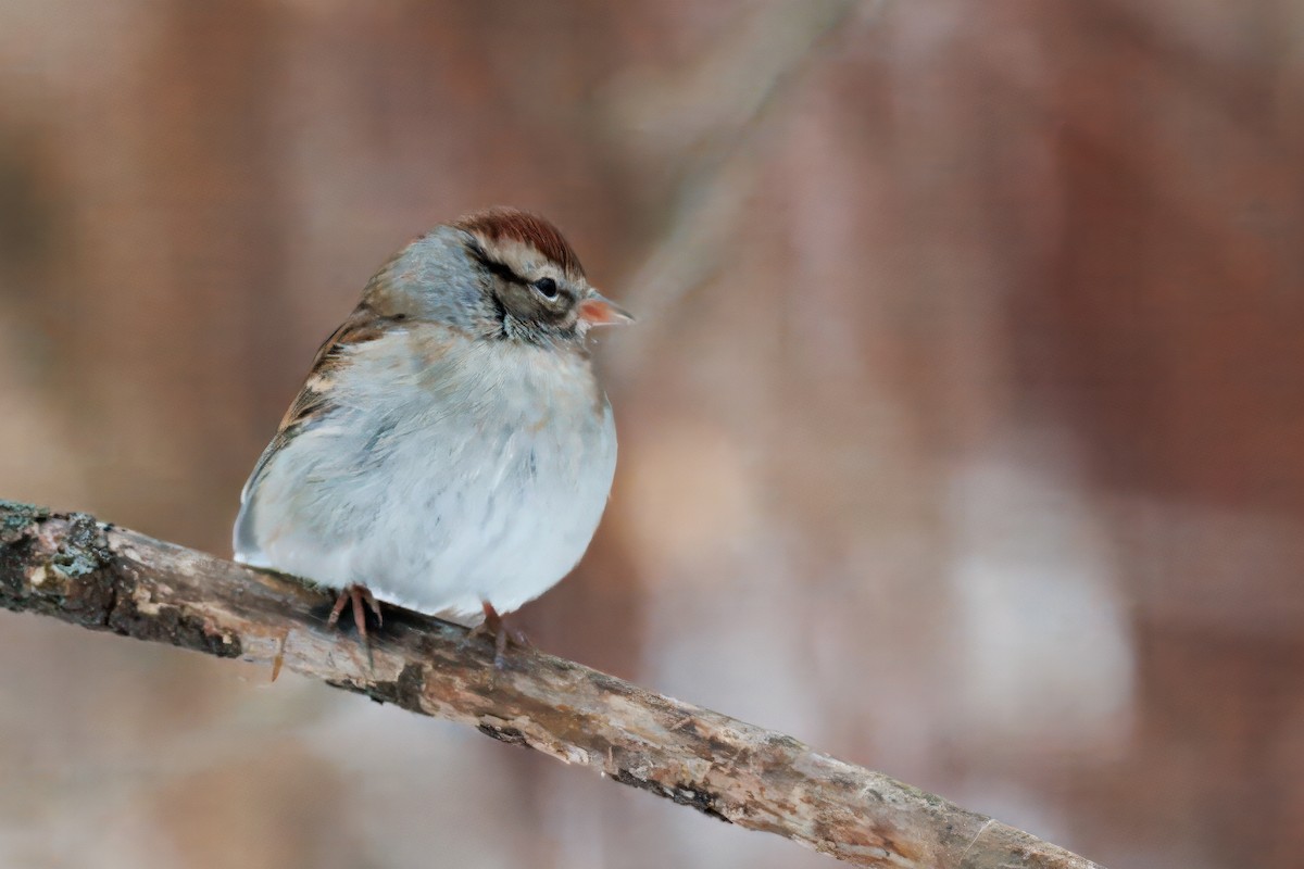 Chipping Sparrow - ML646512092