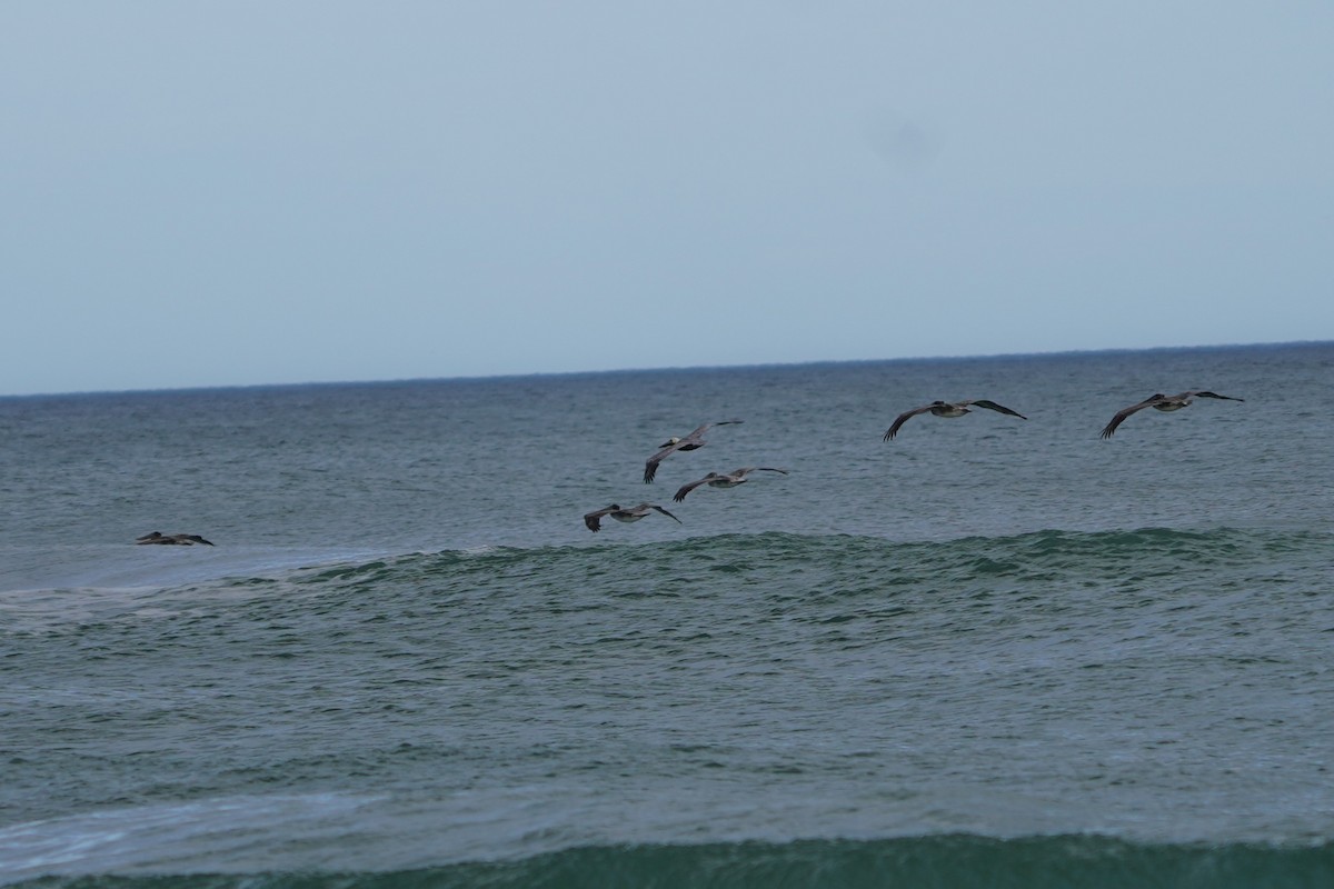 pelikán hnědý - ML646512093