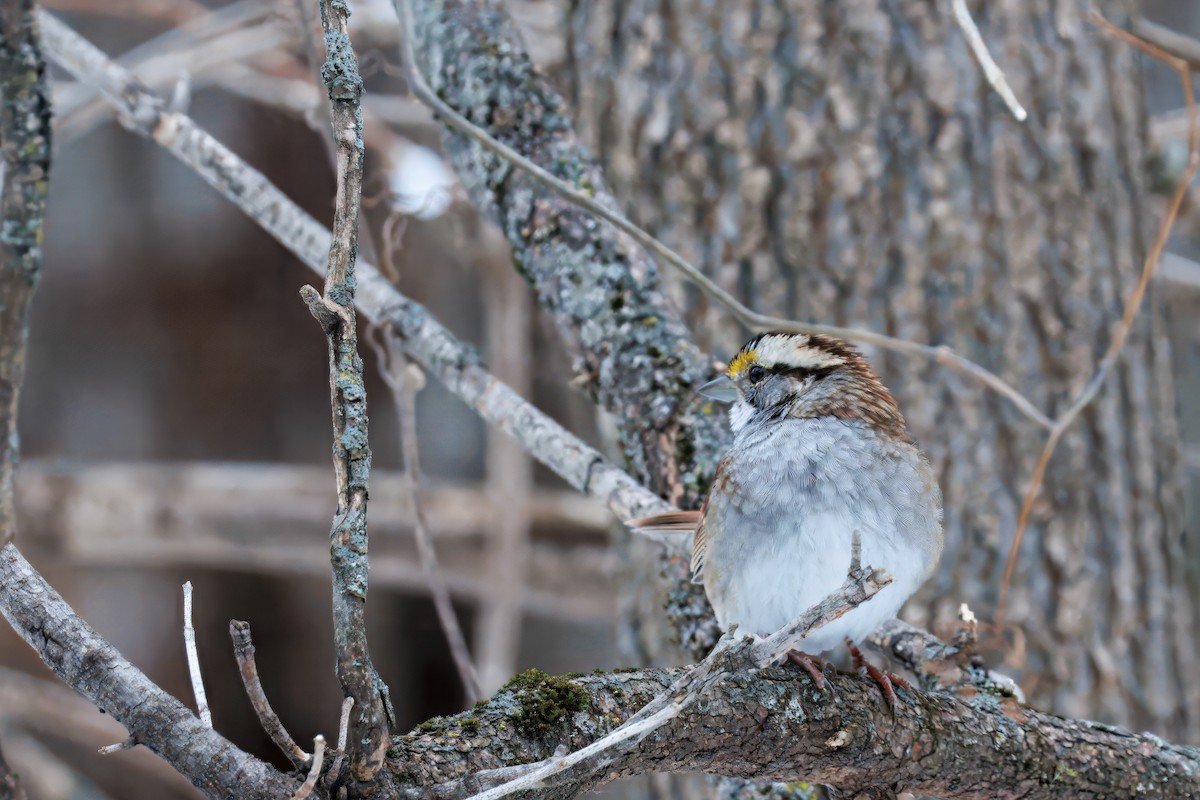 Weißkehlammer - ML646512095