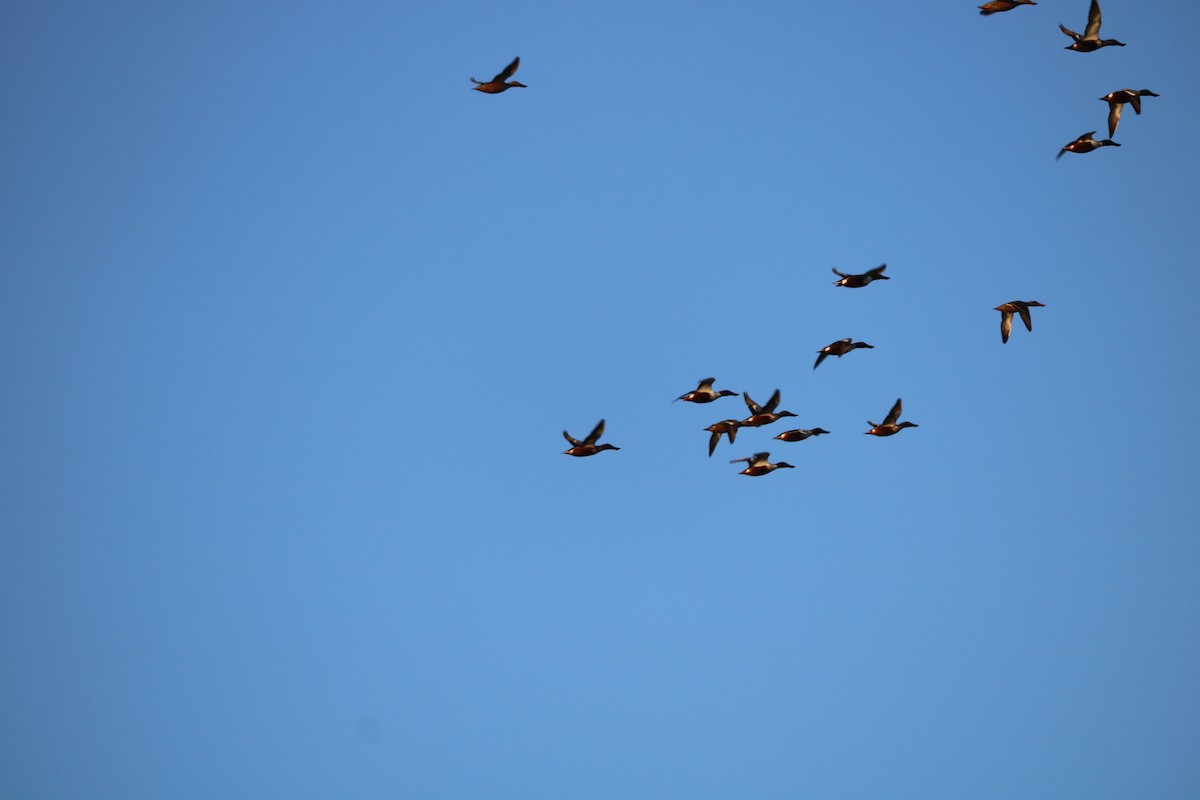 Northern Shoveler - ML646512101