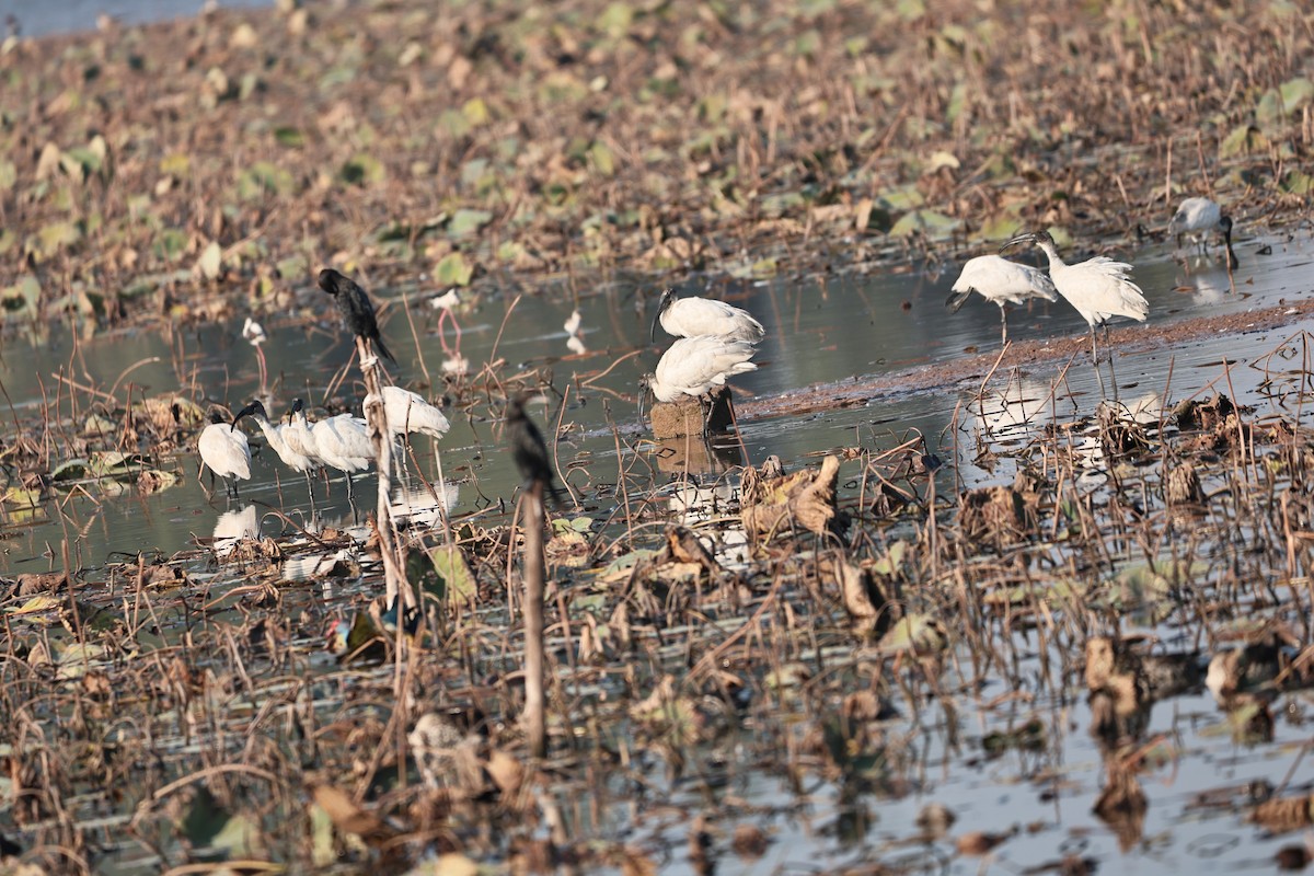 Black-headed Ibis - ML646512102
