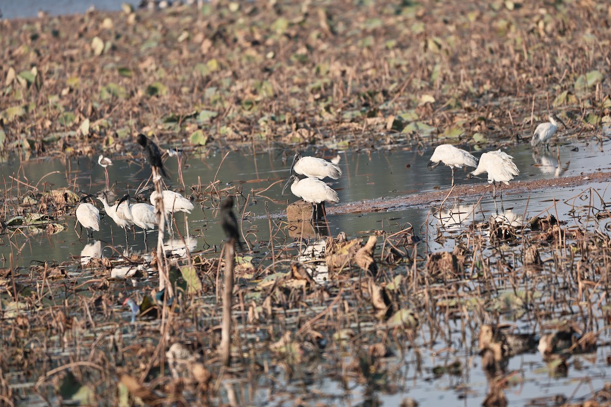 Black-headed Ibis - ML646512103