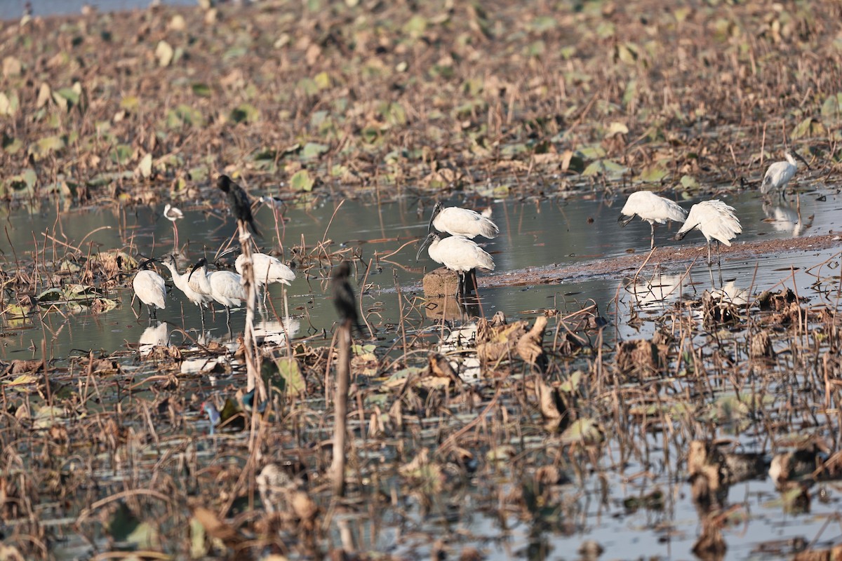 Black-headed Ibis - ML646512104