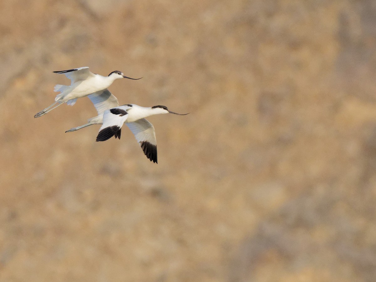 Pied Avocet - ML646512105