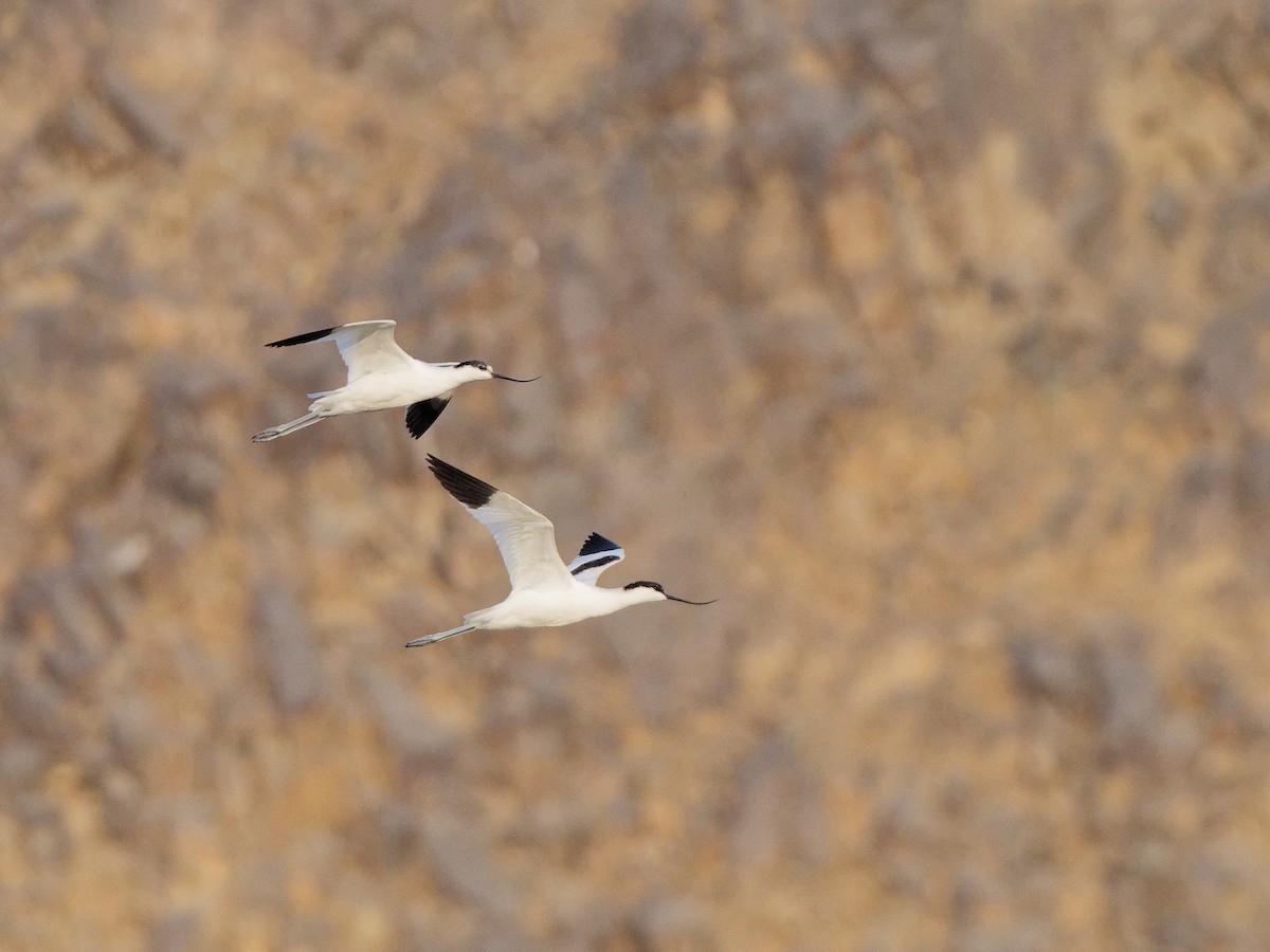 Pied Avocet - ML646512106