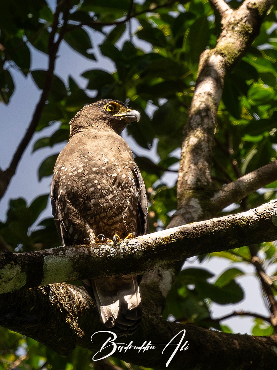 Culebrera Chiíla - ML646512107
