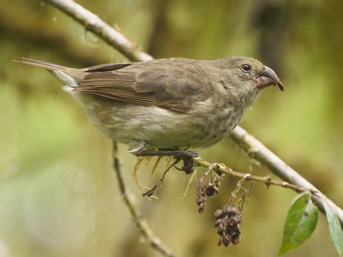 Pinzón de Darwin Vegetariano - ML646512108
