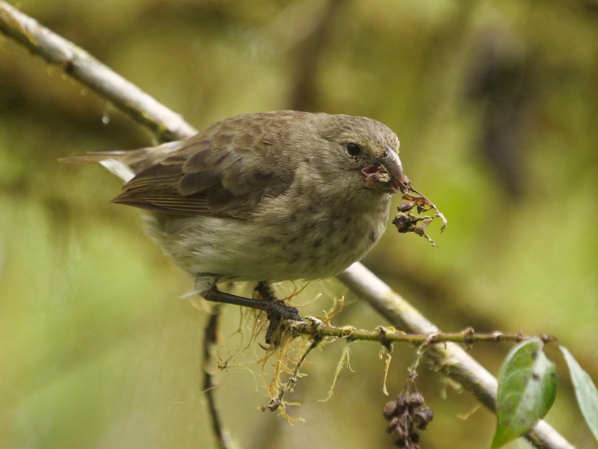 Pinzón de Darwin Vegetariano - ML646512109