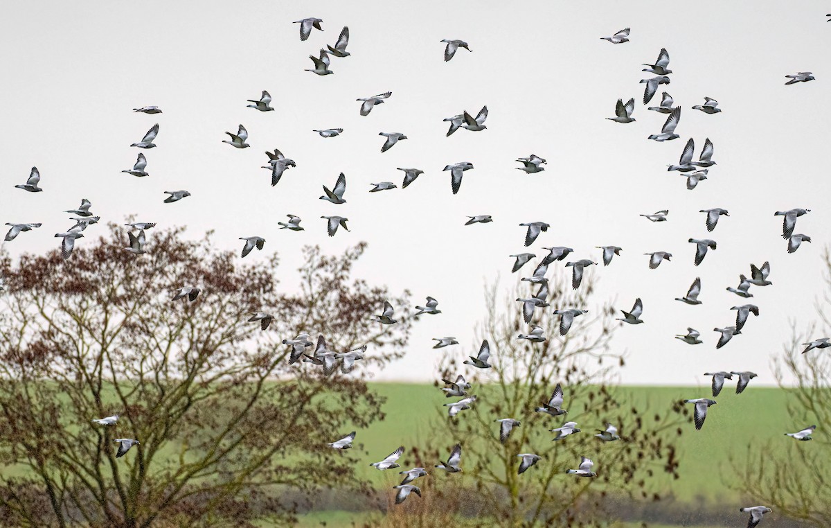 Stock Dove - ML646512116
