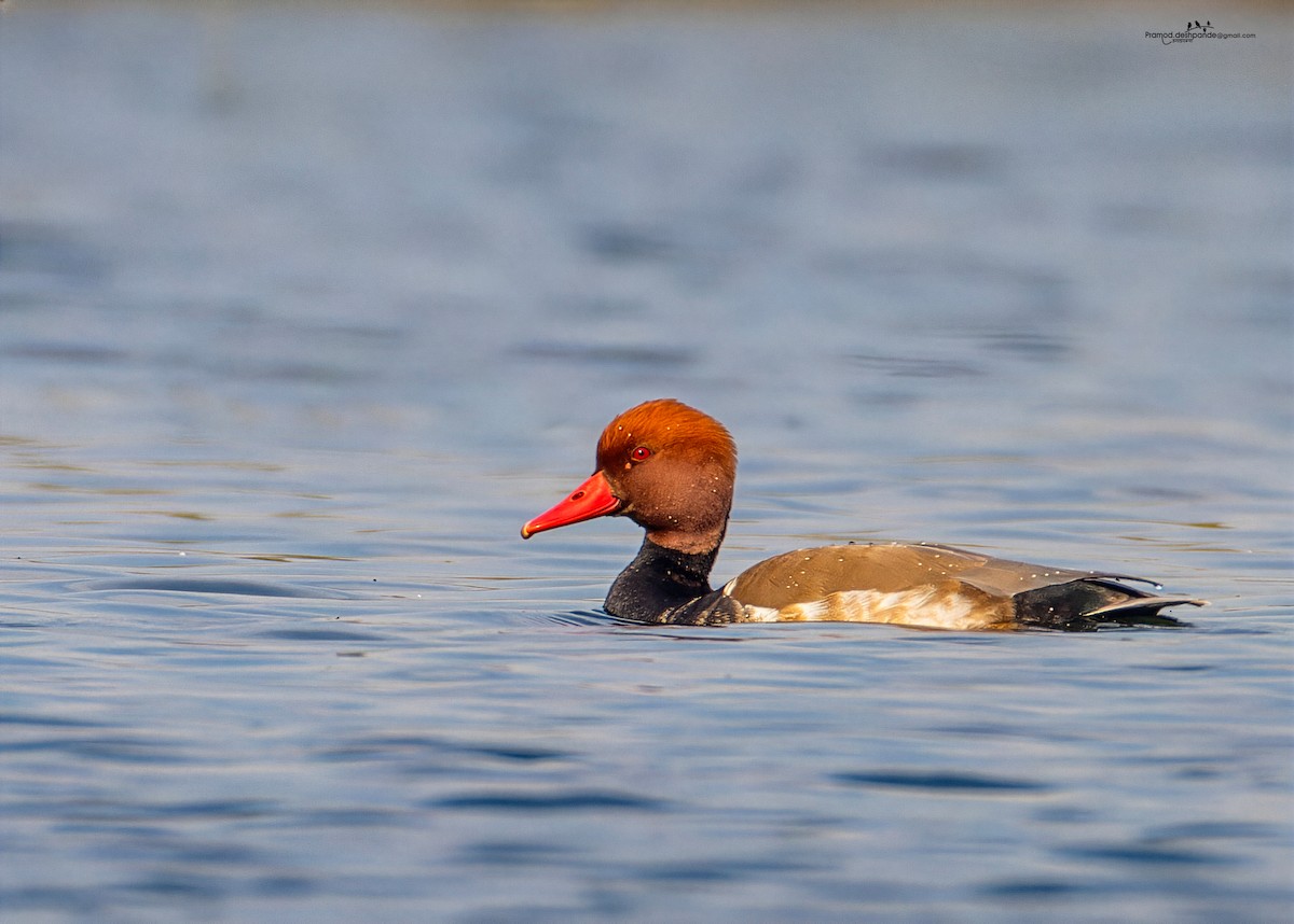 Red-crested Pochard - ML646512117