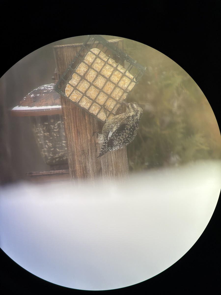 Sarı Karınlı Ağaçkakan - ML646512119