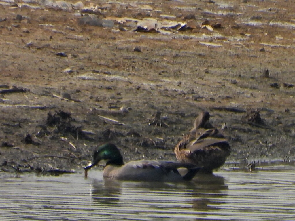 Falcated Duck - ML646512128