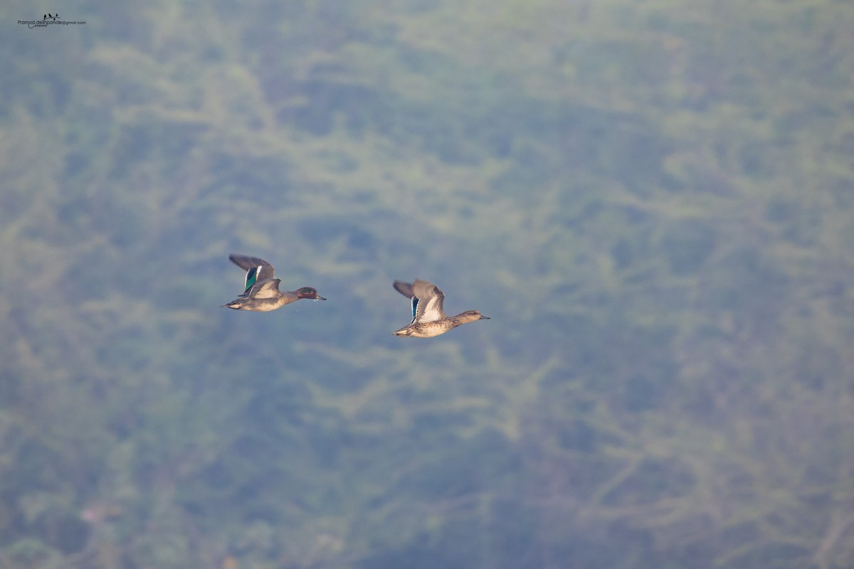 Green-winged Teal - ML646512129