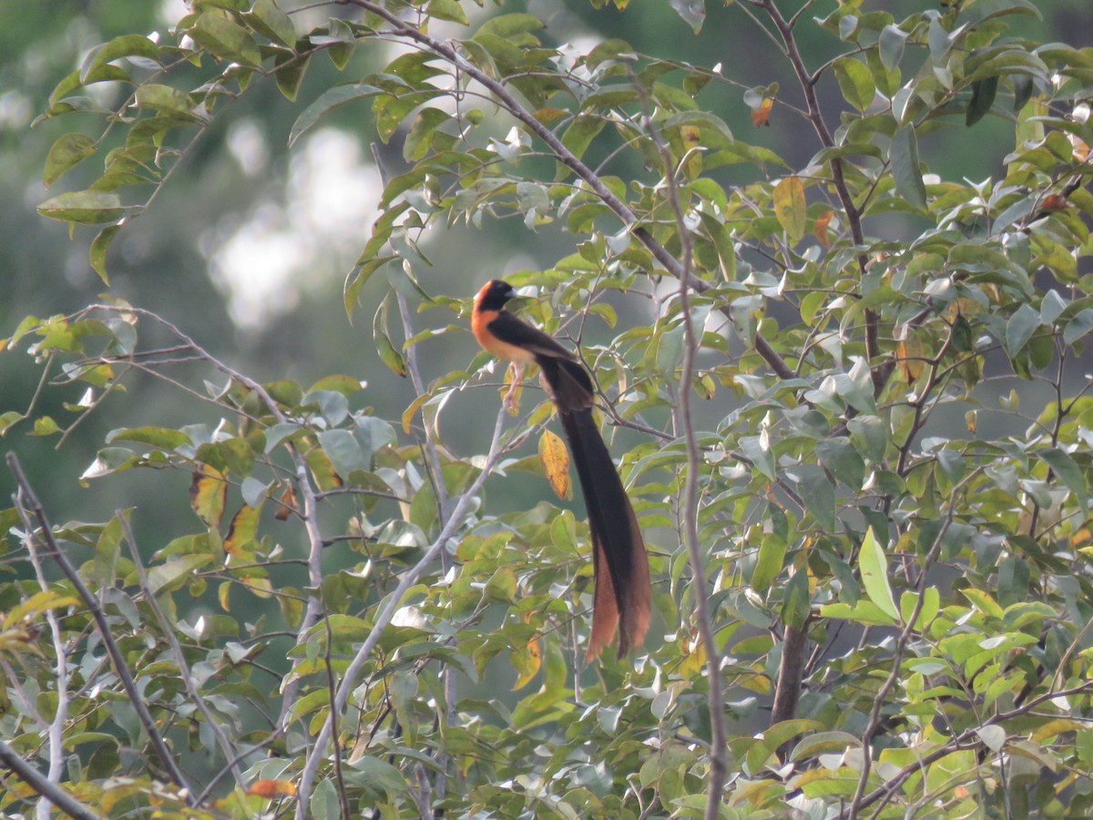 vdovka dlouhoocasá - ML646512132