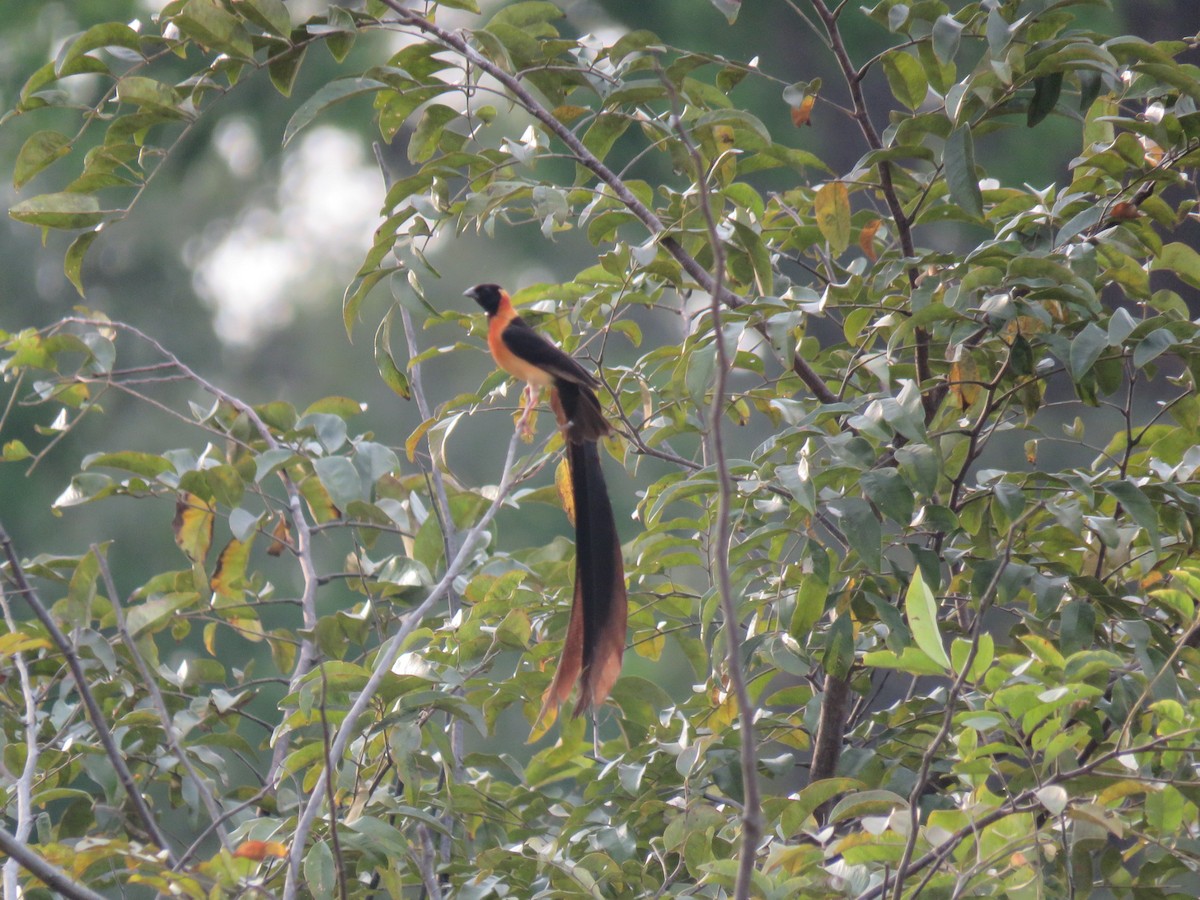 vdovka dlouhoocasá - ML646512133