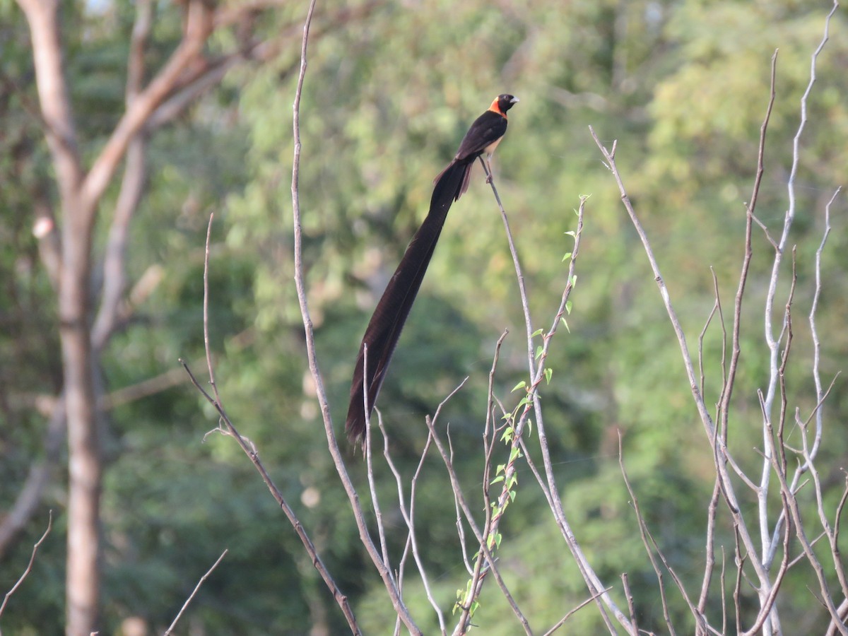 vdovka dlouhoocasá - ML646512134