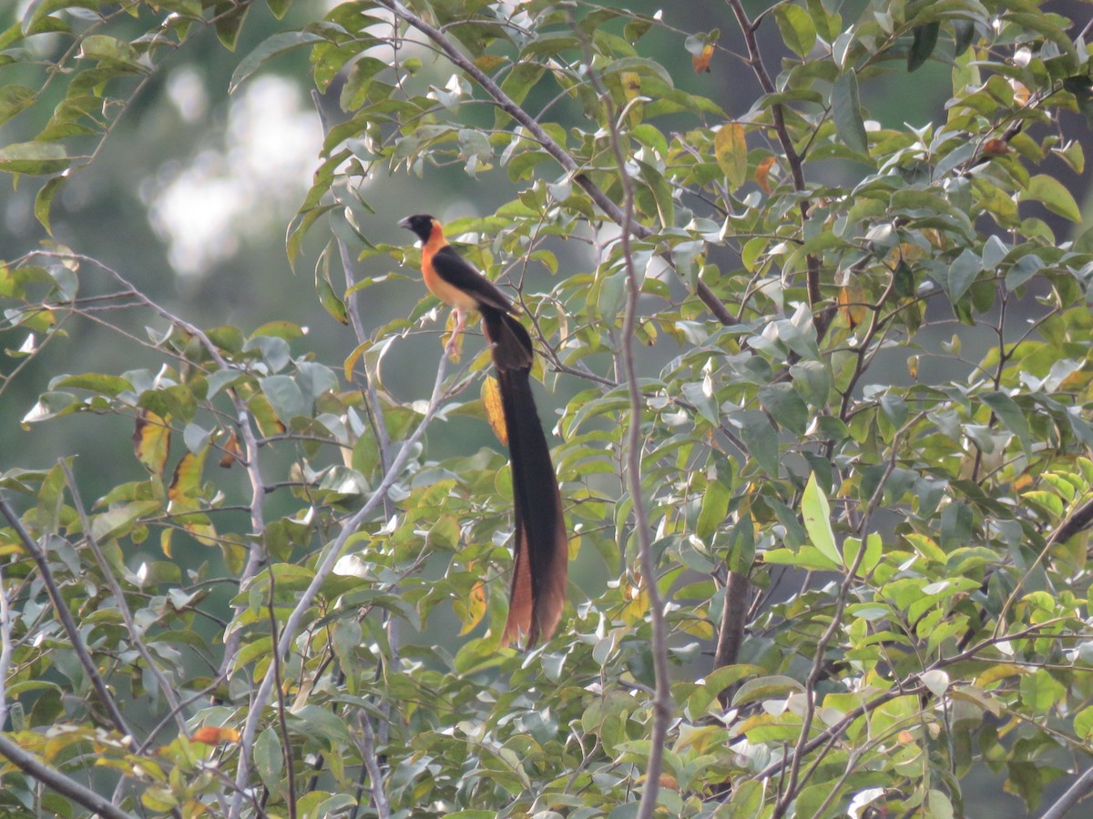 vdovka dlouhoocasá - ML646512135