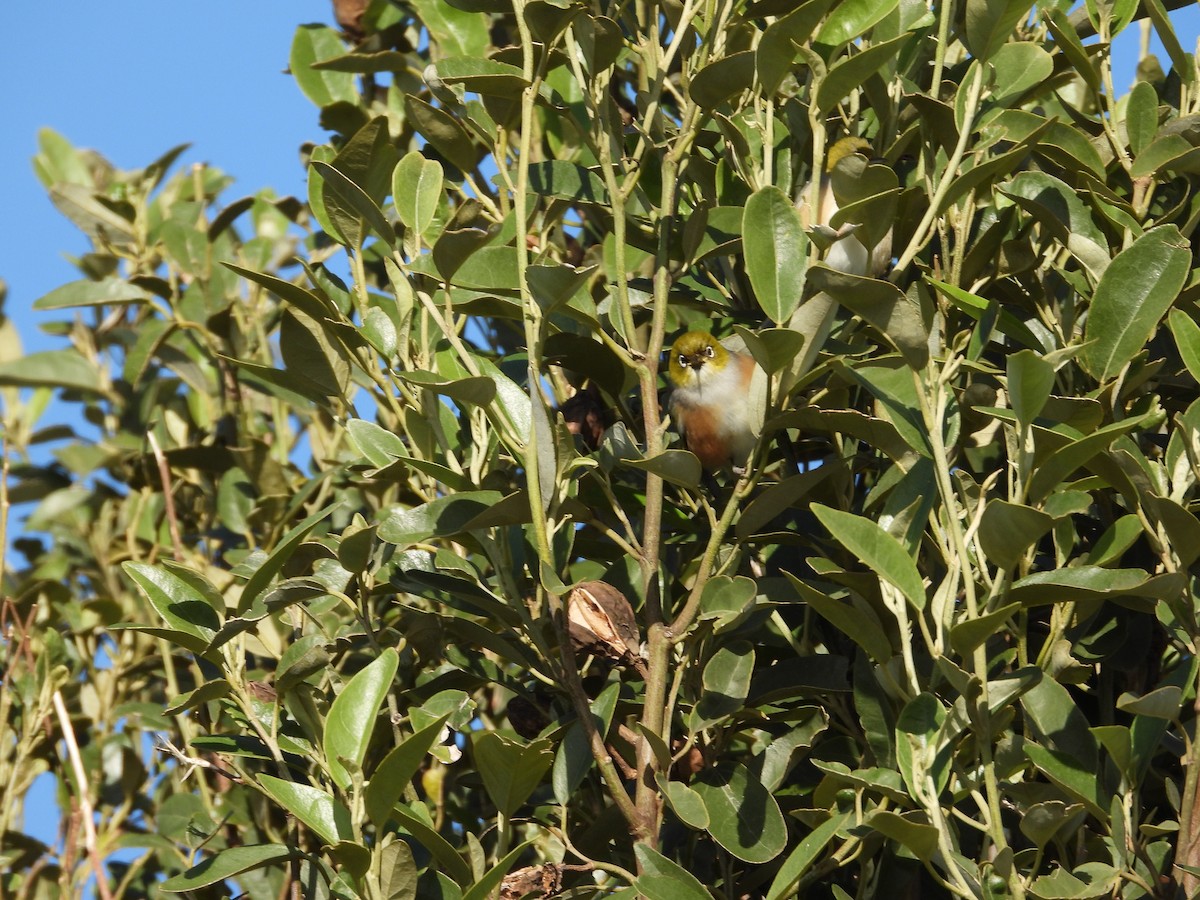 Gri Sırtlı Gözlükçü - ML646512136