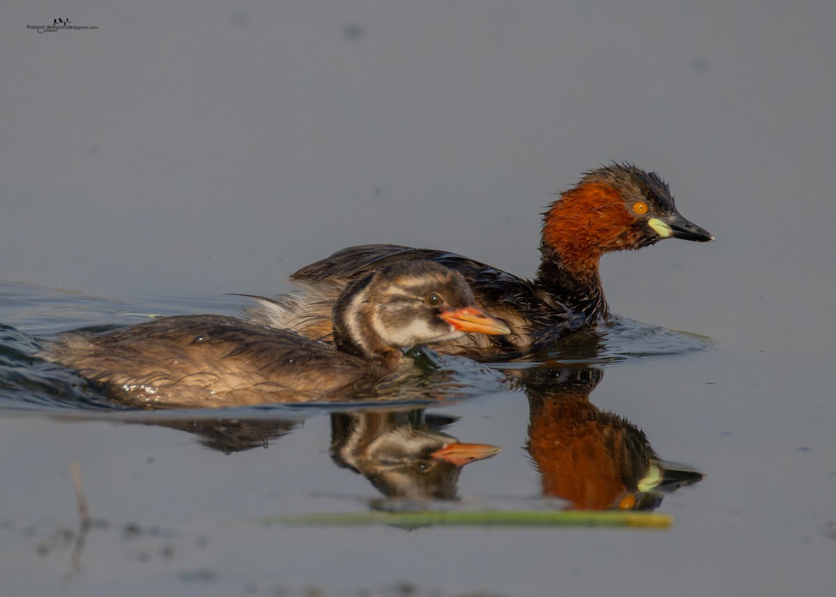 Little Grebe - ML646512138