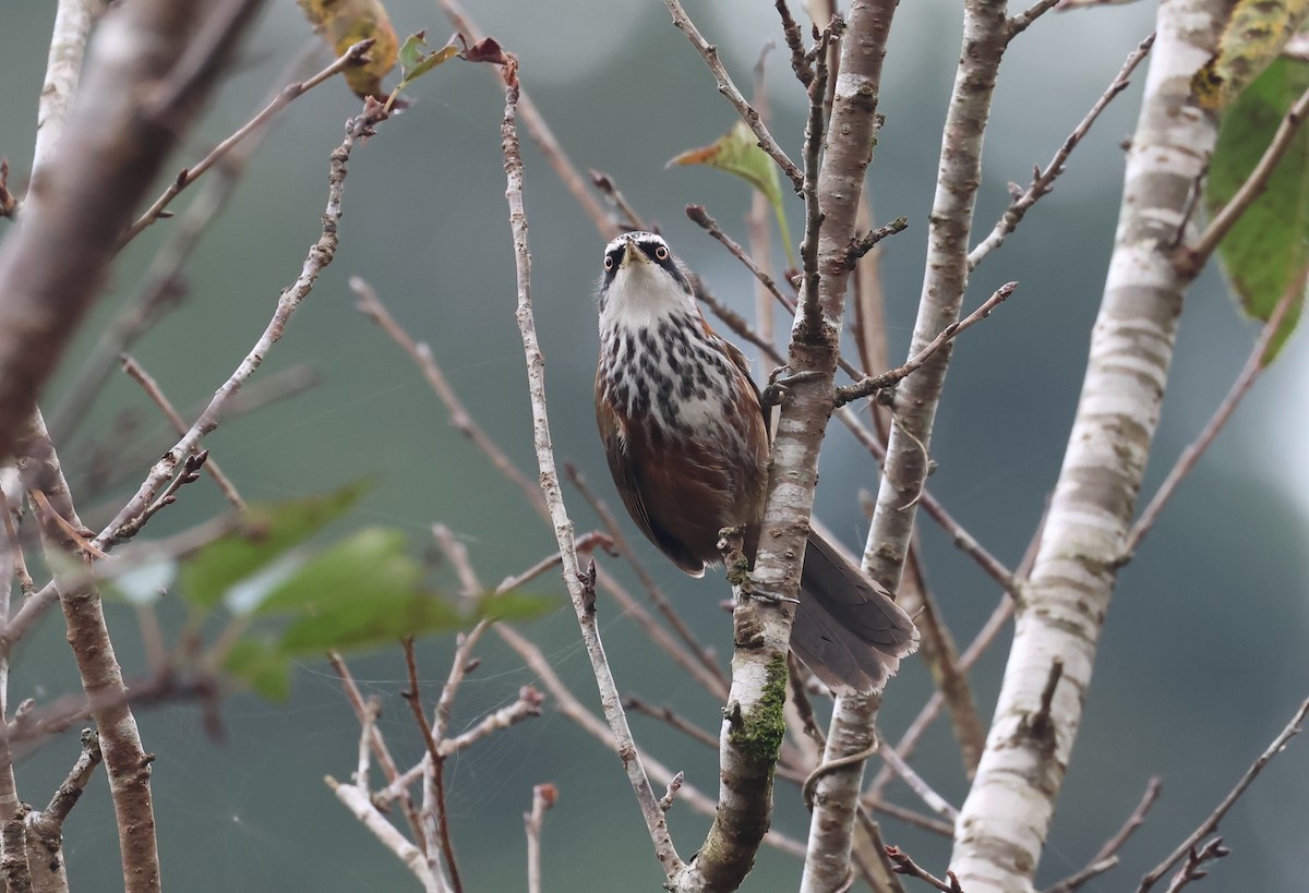 小彎嘴 - ML646512140